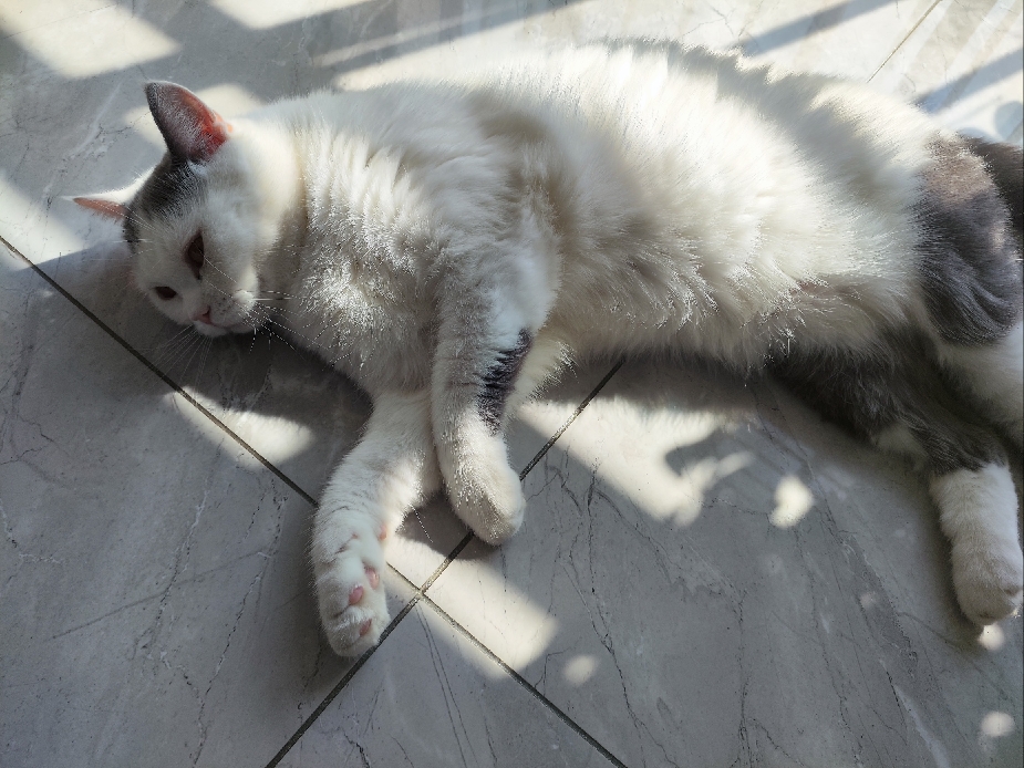 猫图片|宠物猫|猫咪|