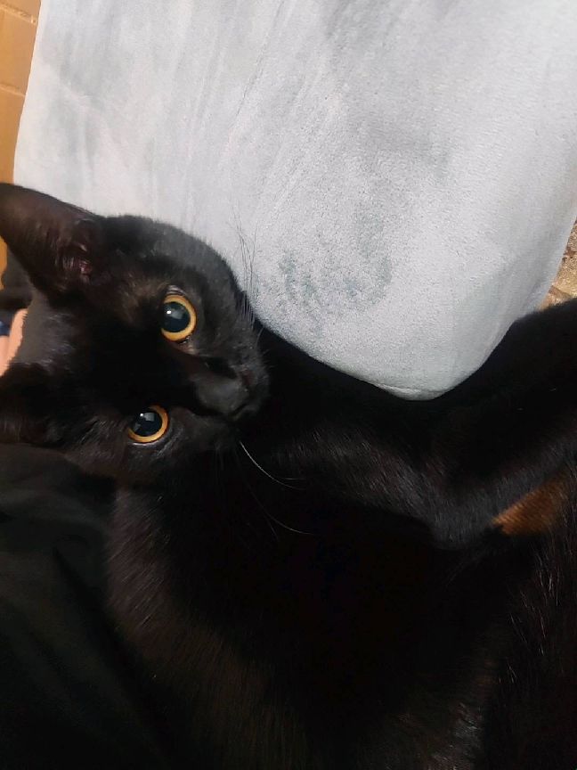 猫图片|宠物猫|猫咪|