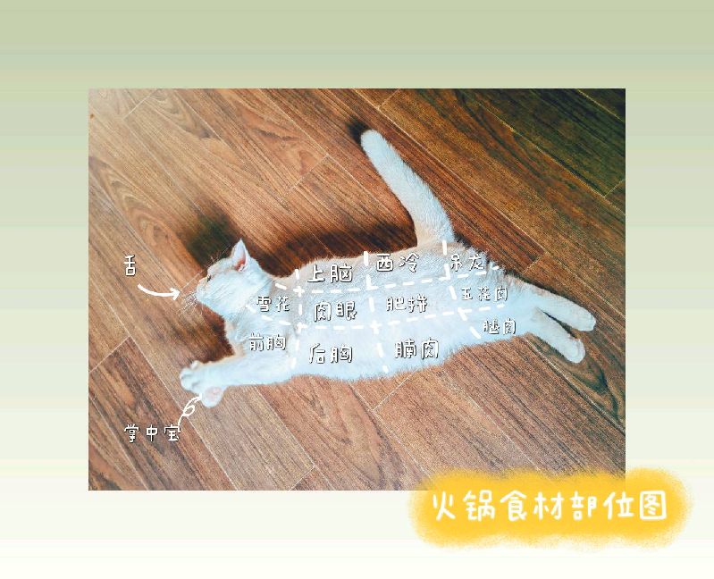 猫图片|宠物猫|猫咪|