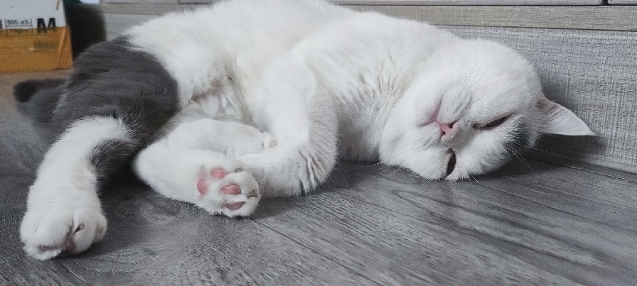 猫图片|宠物猫|猫咪|