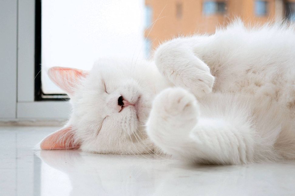 猫图片|宠物猫|猫咪|