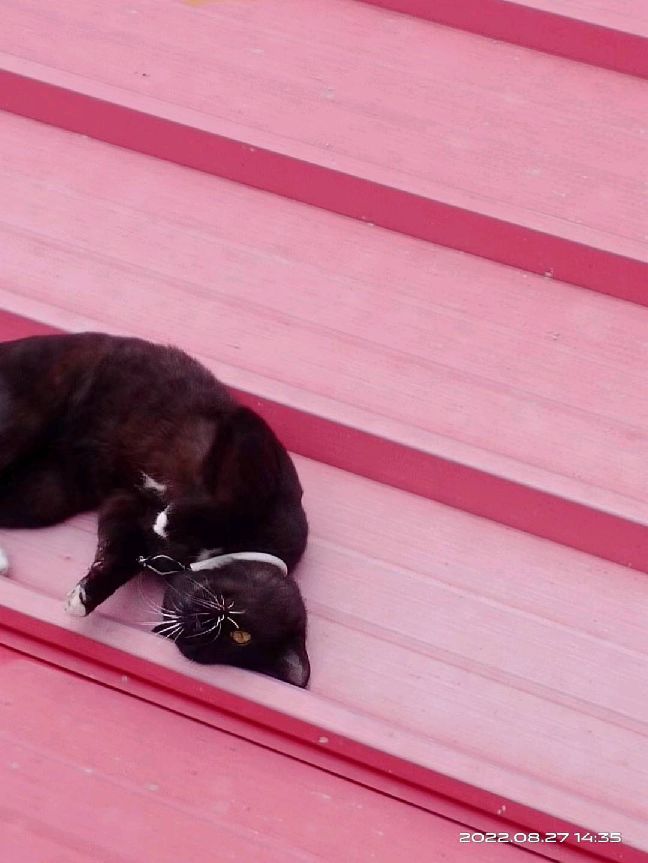 猫图片|宠物猫|猫咪|