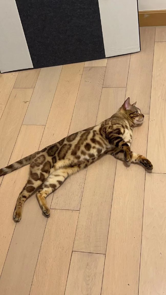 猫图片|宠物猫|猫咪|