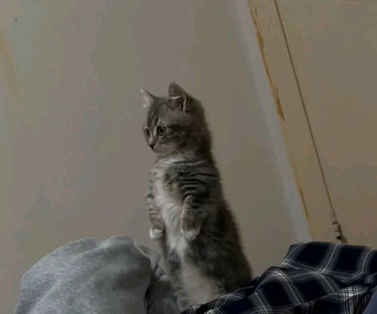 猫图片|宠物猫|猫咪|