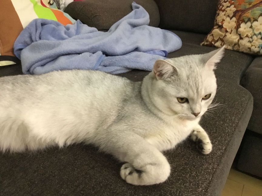 猫图片|宠物猫|猫咪|