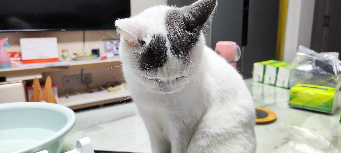 猫图片|宠物猫|猫咪|