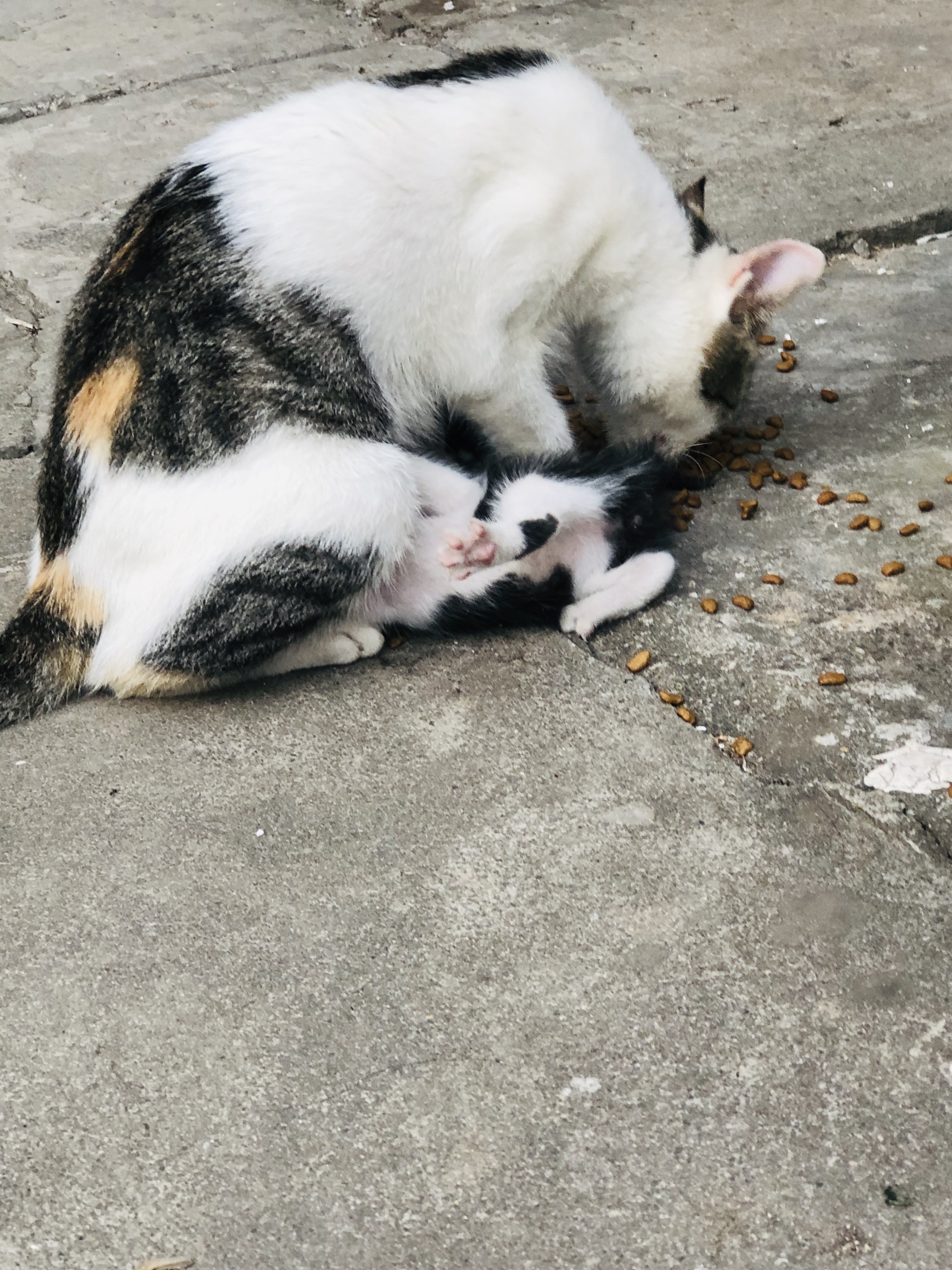 猫图片|宠物猫|猫咪|