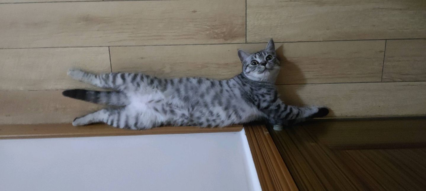 猫图片|宠物猫|猫咪|