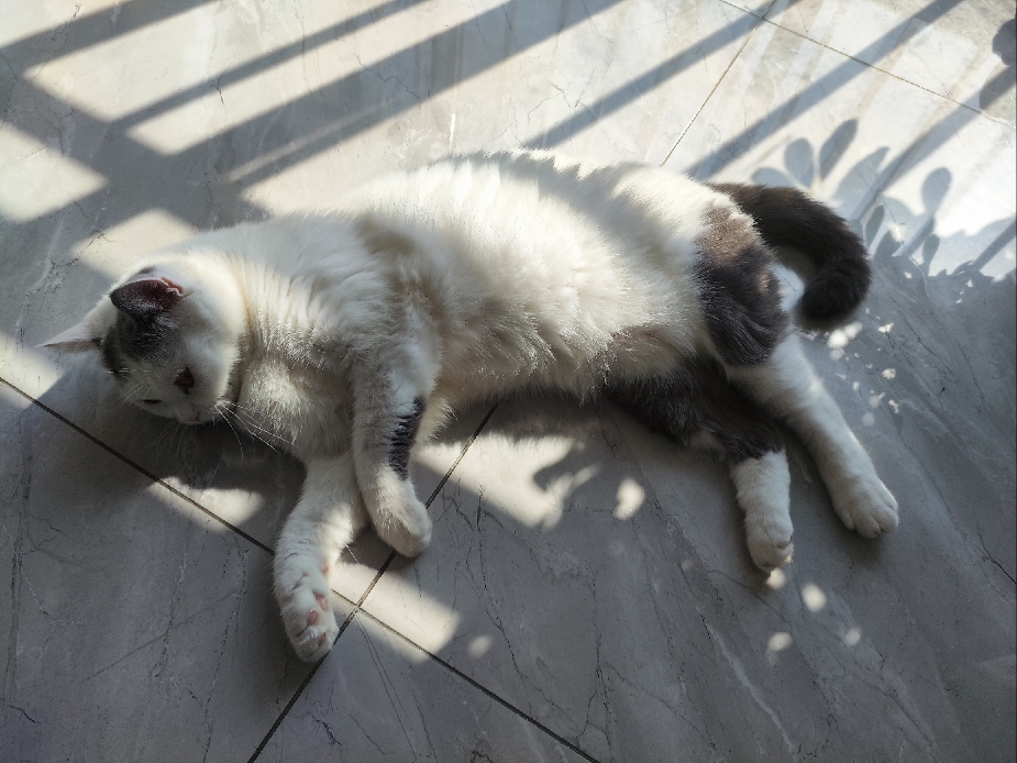 猫图片|宠物猫|猫咪|