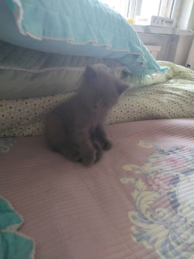 猫图片|宠物猫|猫咪|