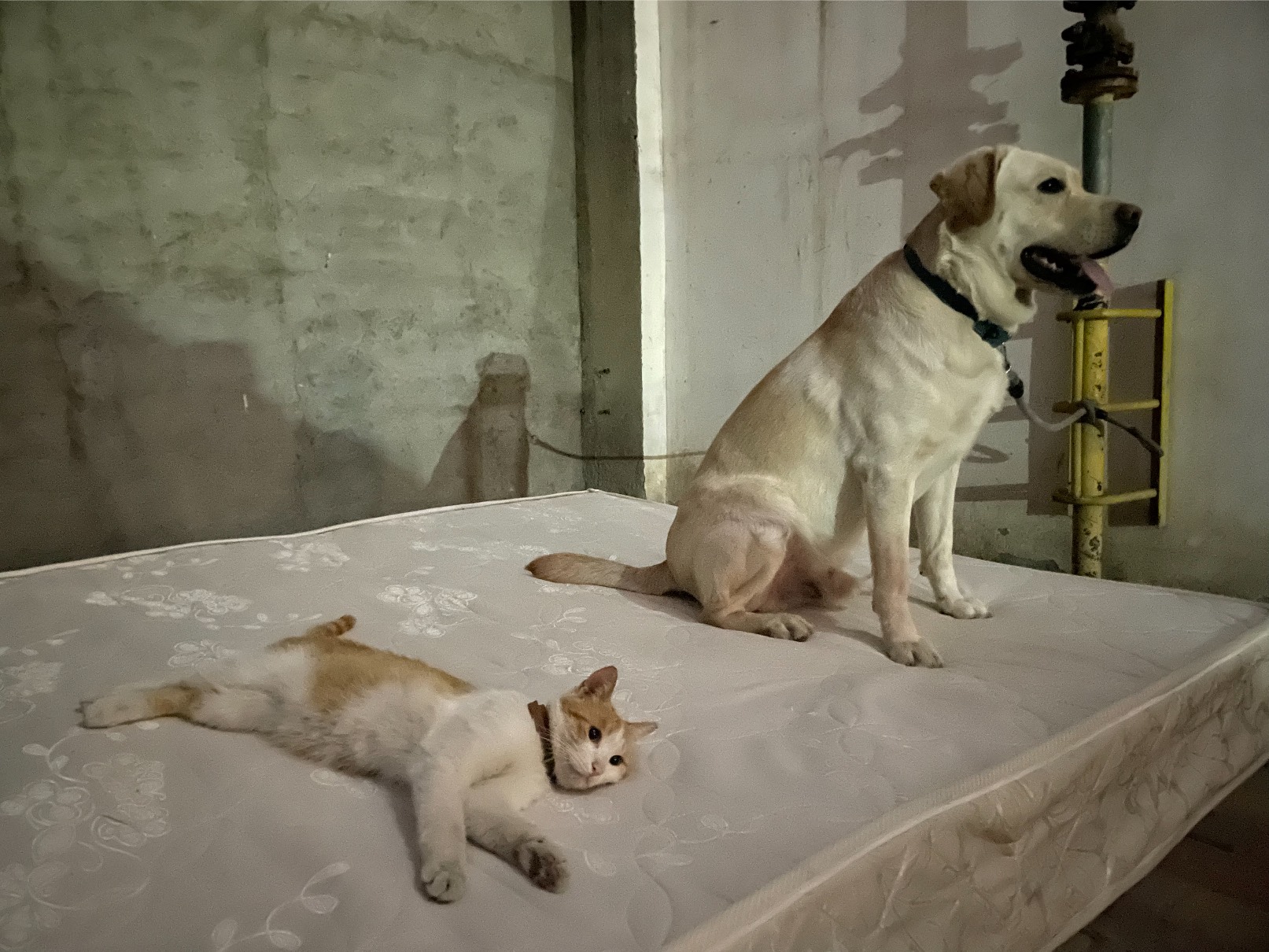 猫图片|宠物猫|猫咪|