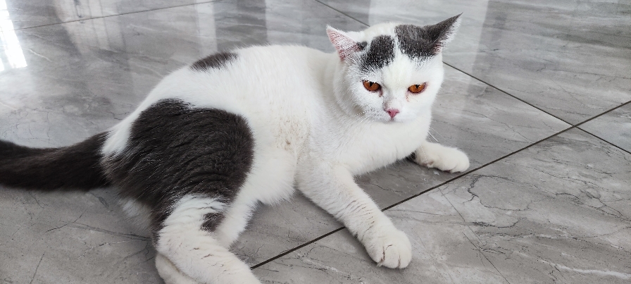 猫图片|宠物猫|猫咪|