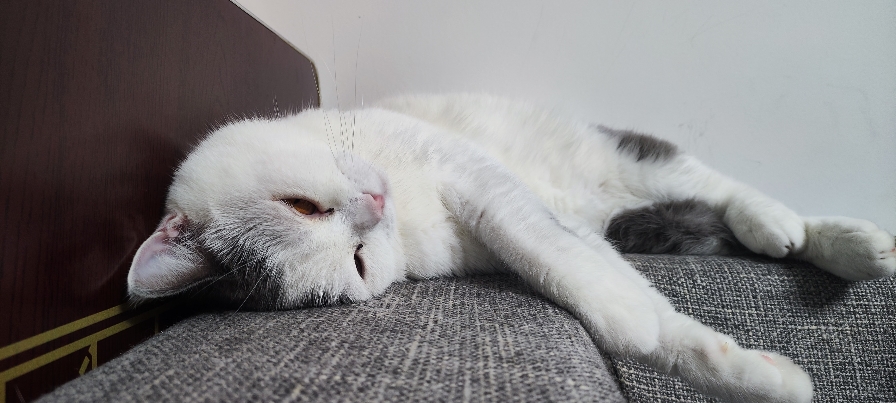 猫图片|宠物猫|猫咪|