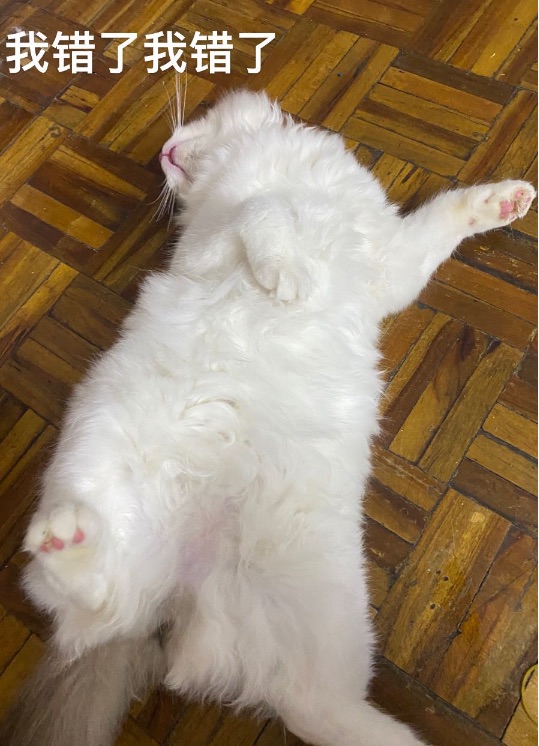 猫图片|宠物猫|猫咪|