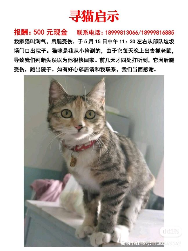 猫图片|宠物猫|猫咪|