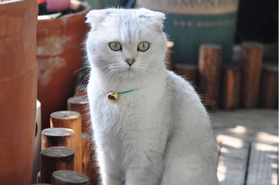 猫图片|宠物猫|猫咪|