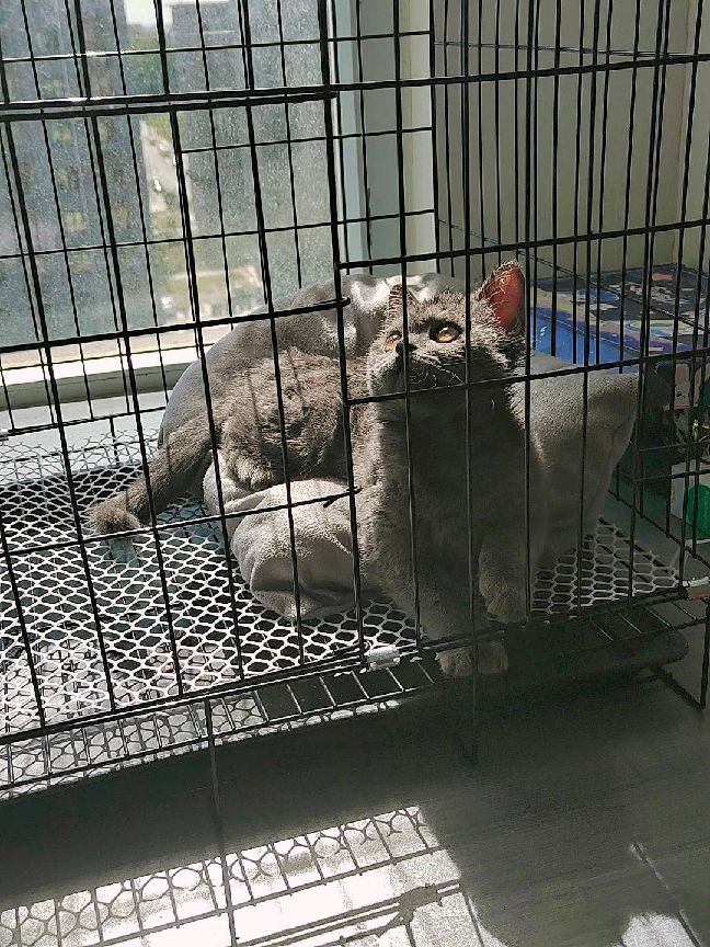 猫图片|宠物猫|猫咪|