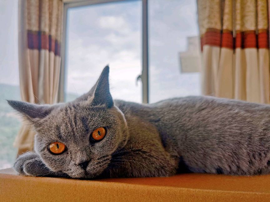 猫图片|宠物猫|猫咪|