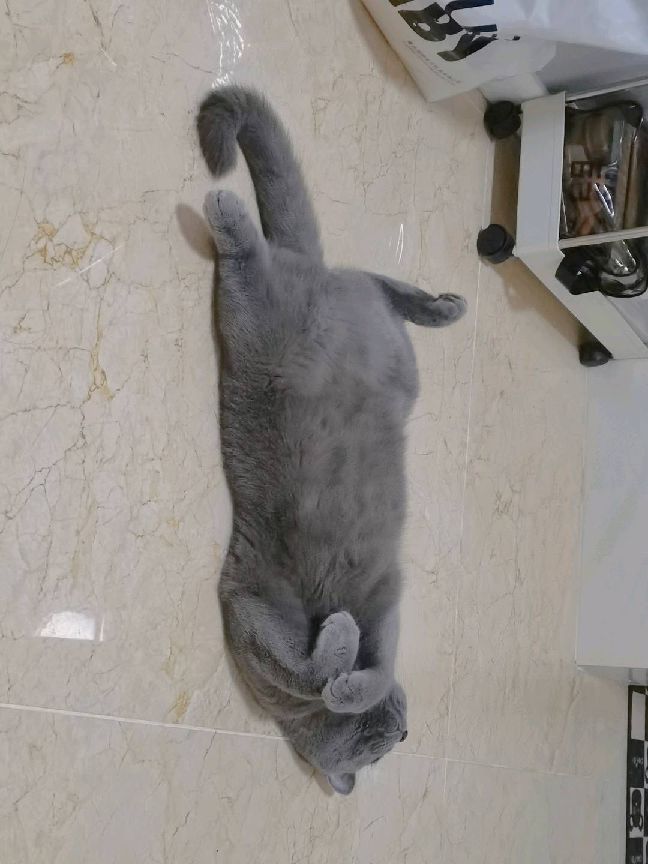 猫图片|宠物猫|猫咪|