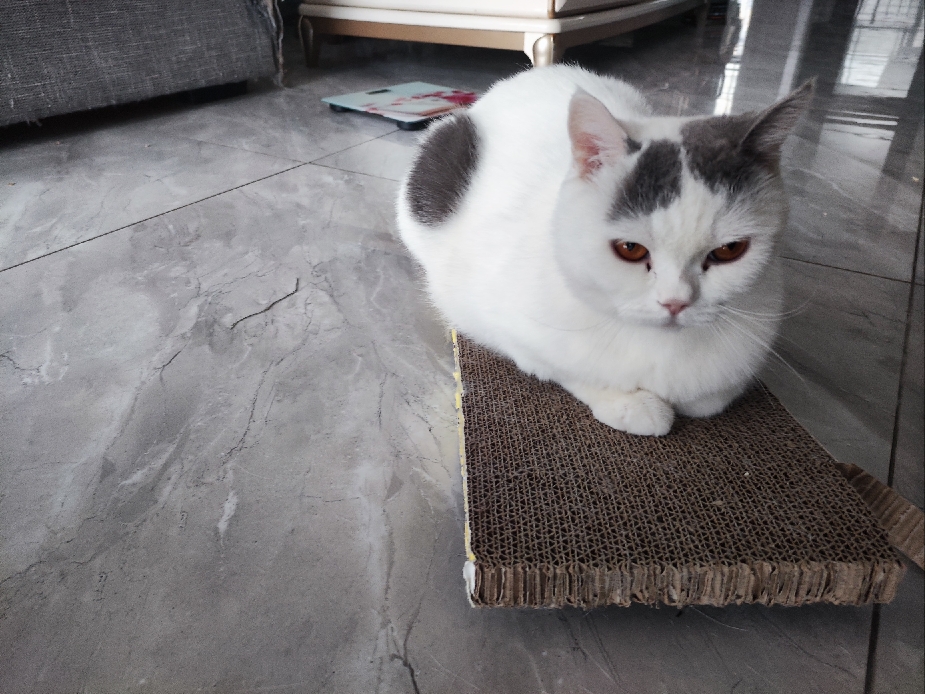 猫图片|宠物猫|猫咪|