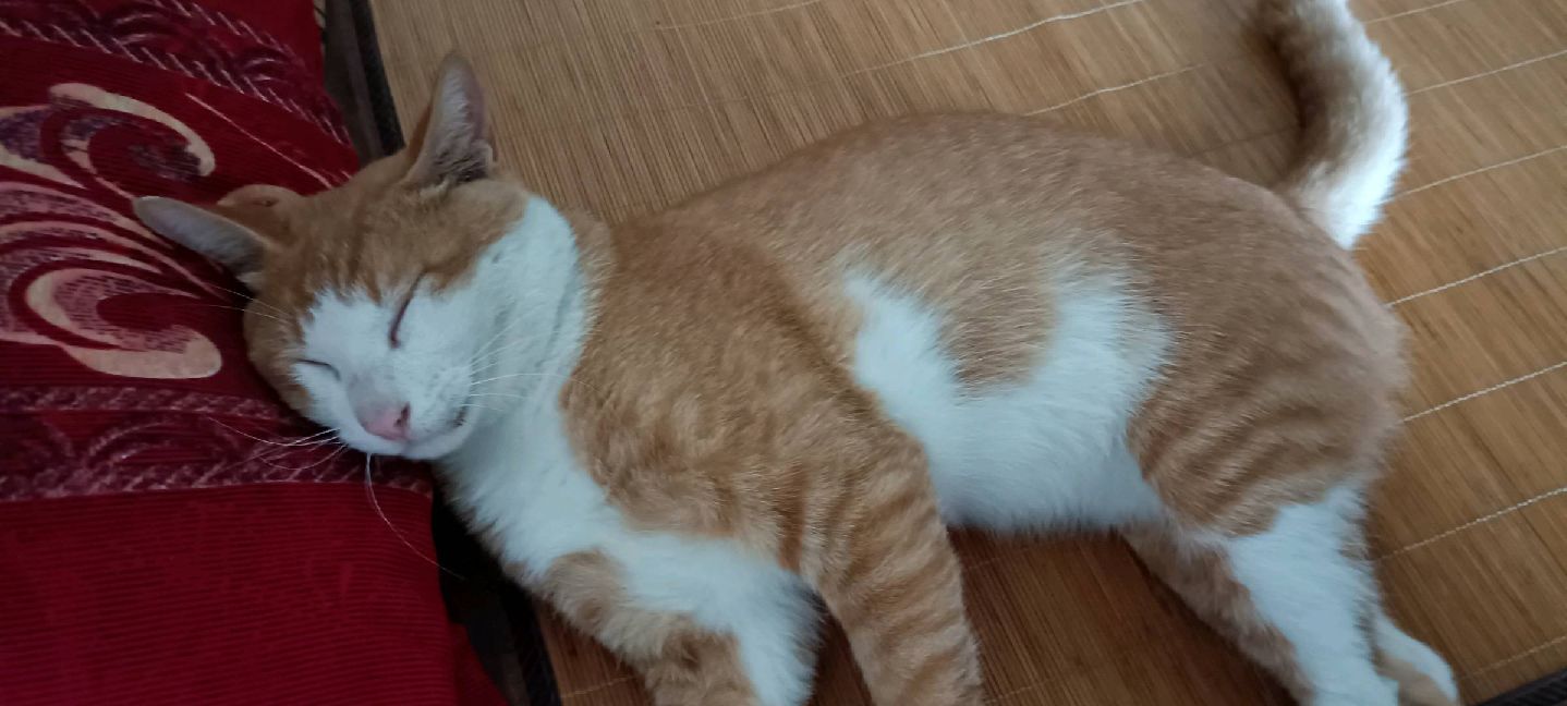 猫图片|宠物猫|猫咪|