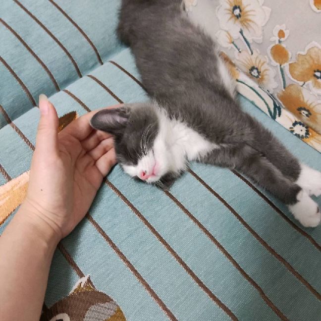 猫图片|宠物猫|猫咪|