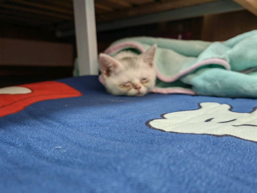 猫图片|宠物猫|猫咪|