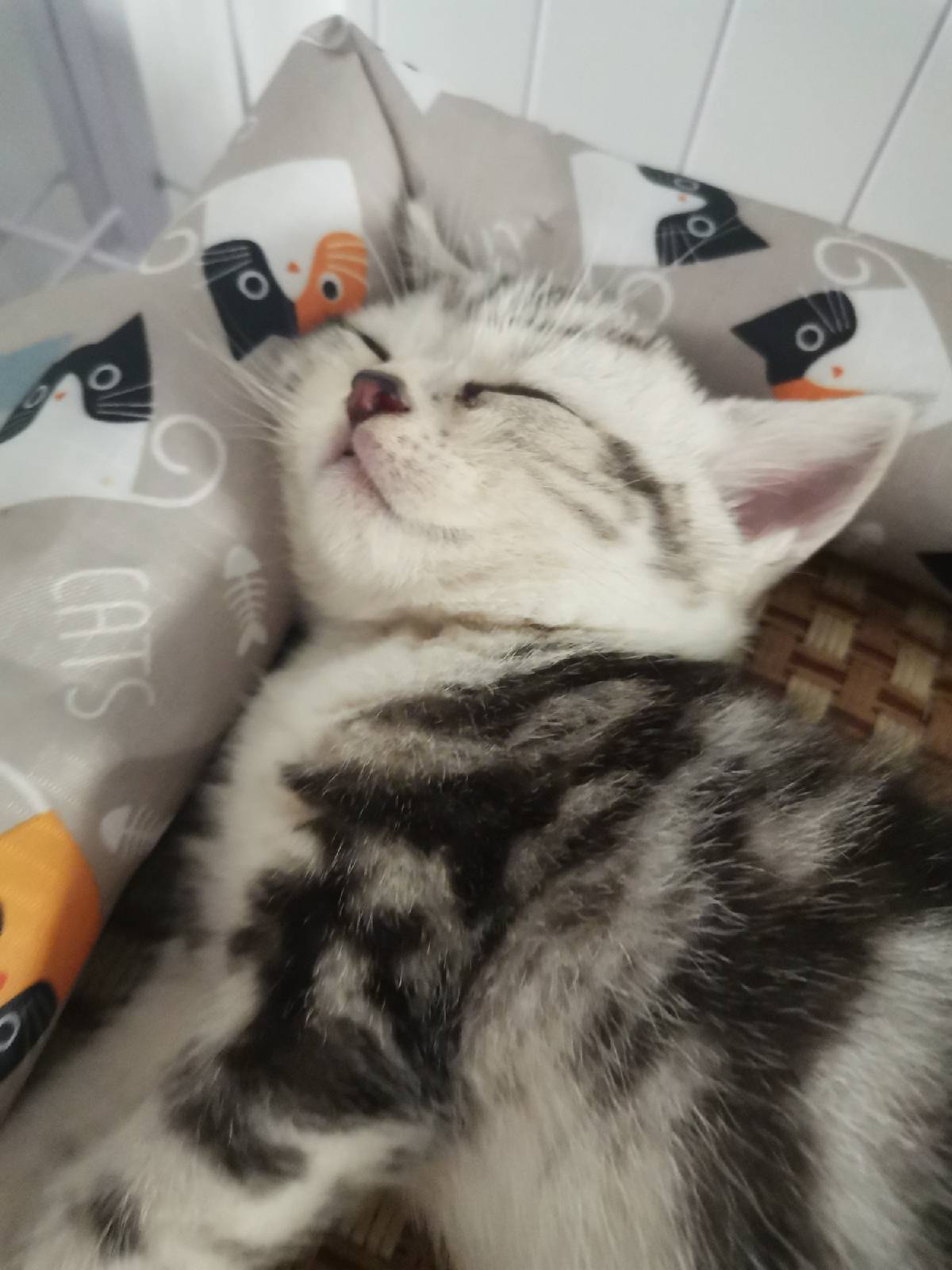 猫图片|宠物猫|猫咪|