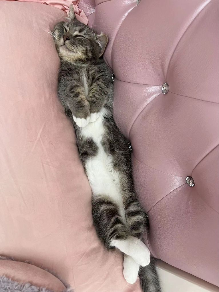 猫图片|宠物猫|猫咪|