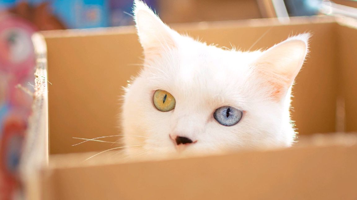 猫图片|宠物猫|猫咪|