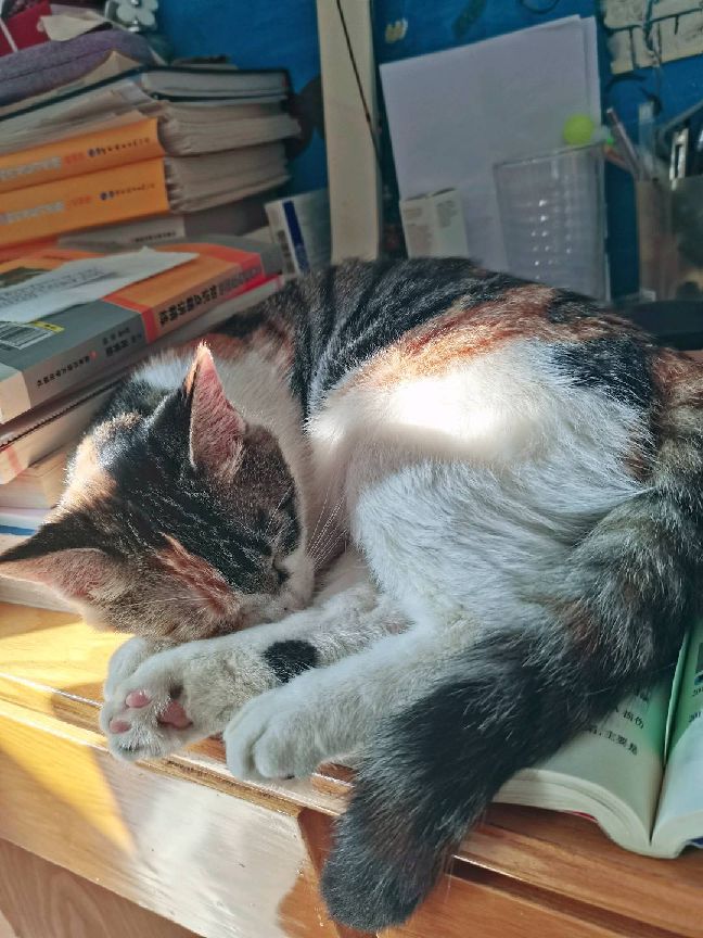 猫图片|宠物猫|猫咪|