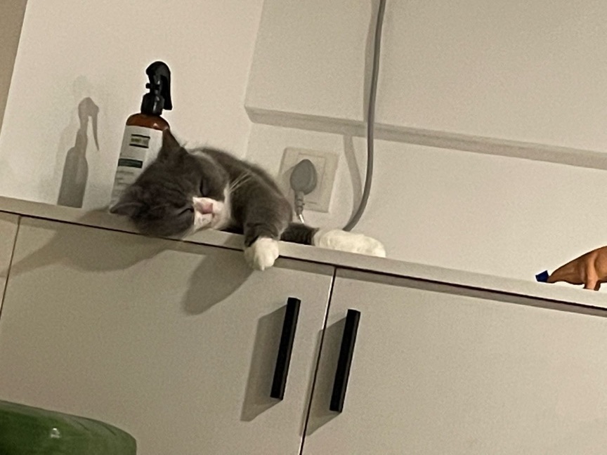 猫图片|宠物猫|猫咪|