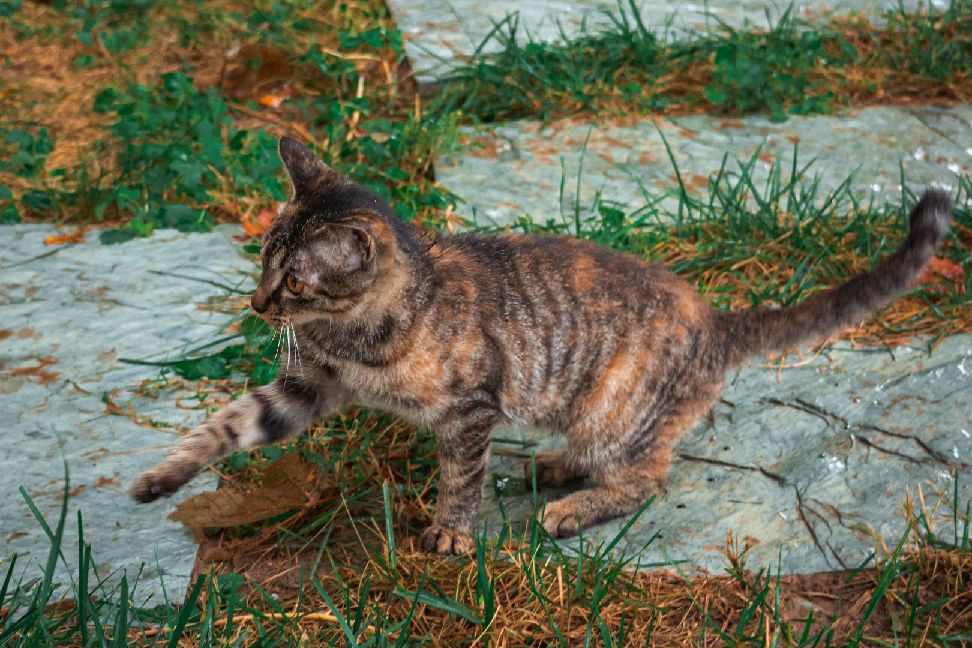 猫图片|宠物猫|猫咪|