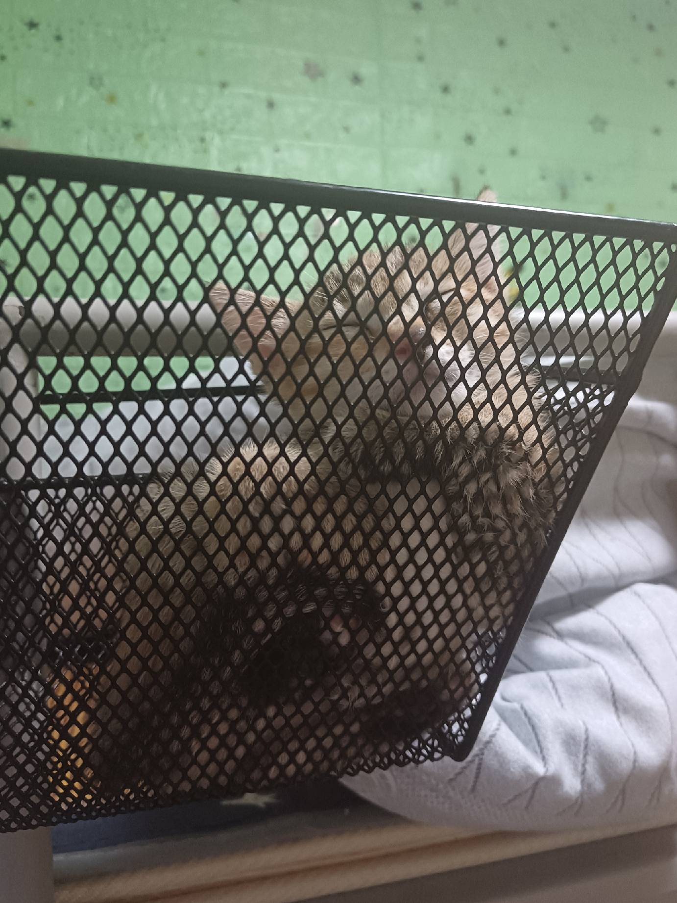 猫图片|宠物猫|猫咪|