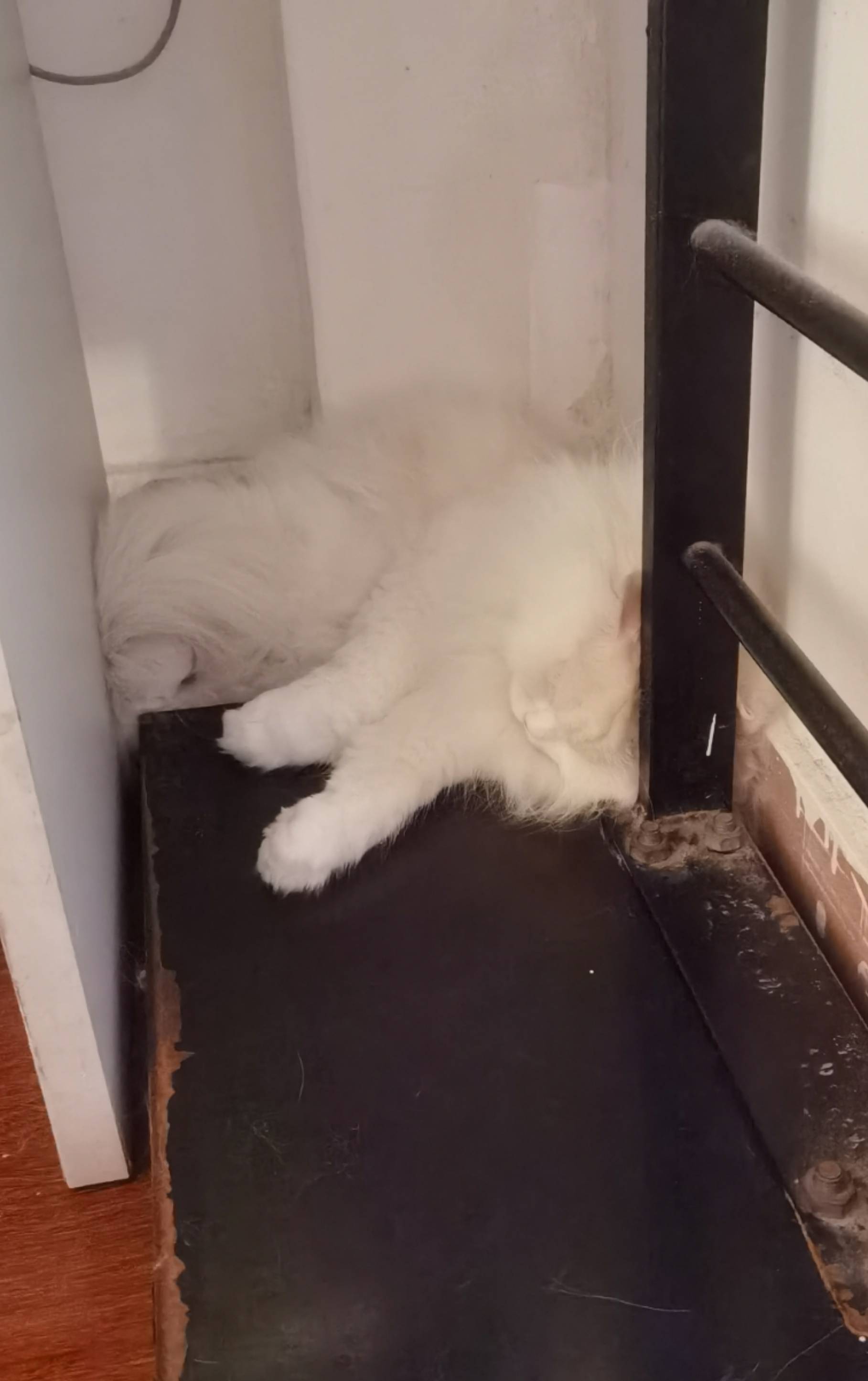 猫图片|宠物猫|猫咪|