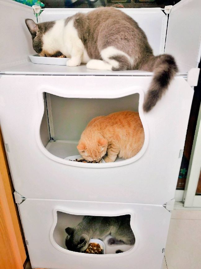 猫图片|宠物猫|猫咪|