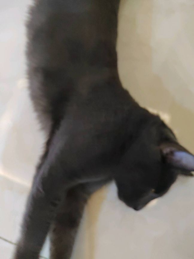 猫图片|宠物猫|猫咪|