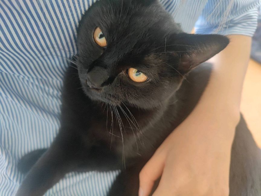 猫图片|宠物猫|猫咪|