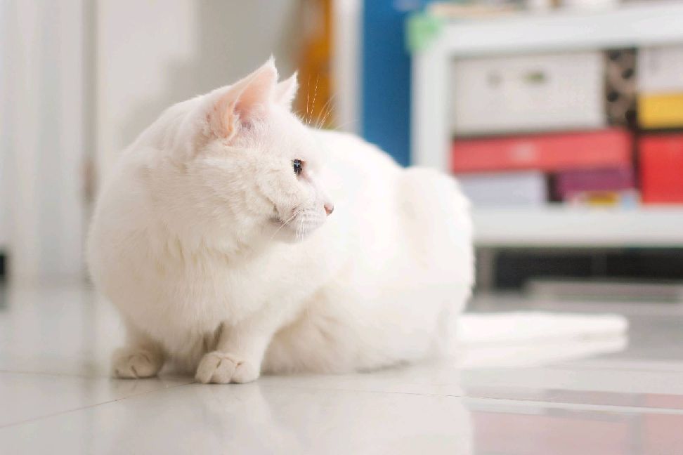 猫图片|宠物猫|猫咪|