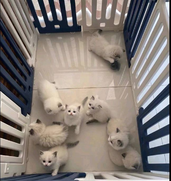 猫图片|宠物猫|猫咪|