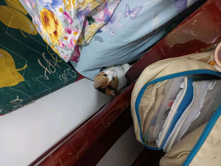 猫图片|宠物猫|猫咪|