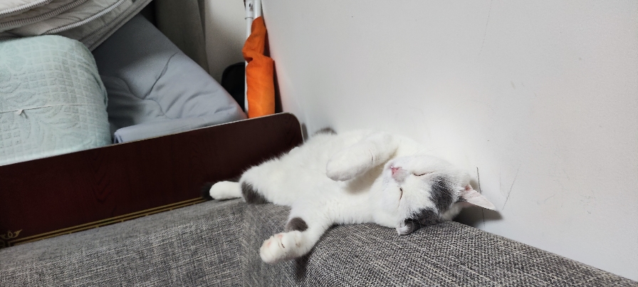 猫图片|宠物猫|猫咪|