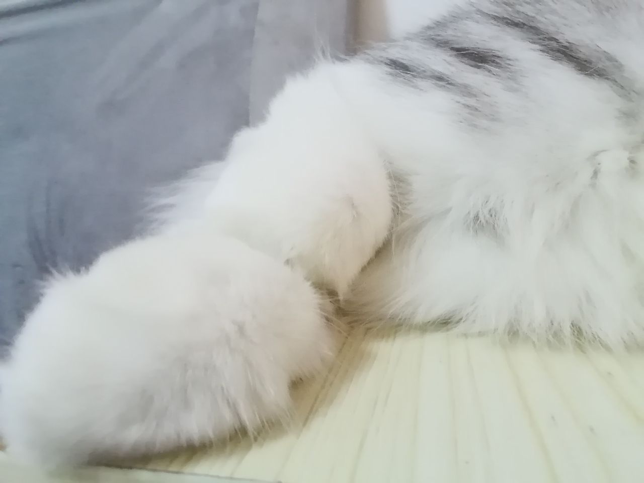 猫图片|宠物猫|猫咪|