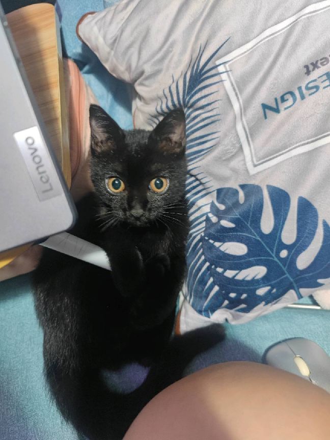 猫图片|宠物猫|猫咪|