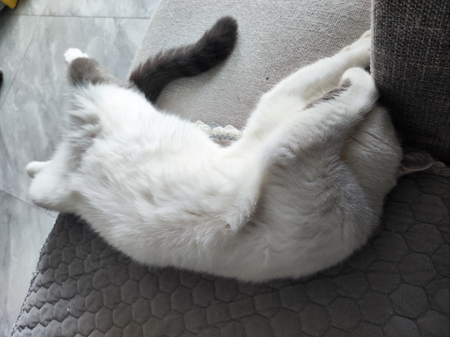 猫图片|宠物猫|猫咪|