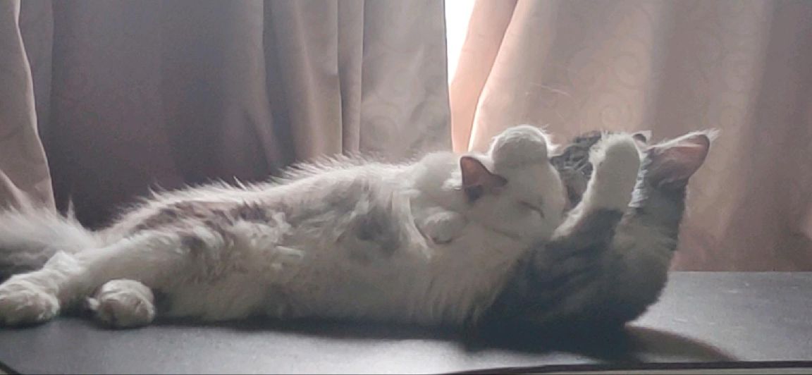 猫图片|宠物猫|猫咪|