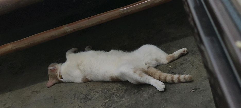 猫图片|宠物猫|猫咪|