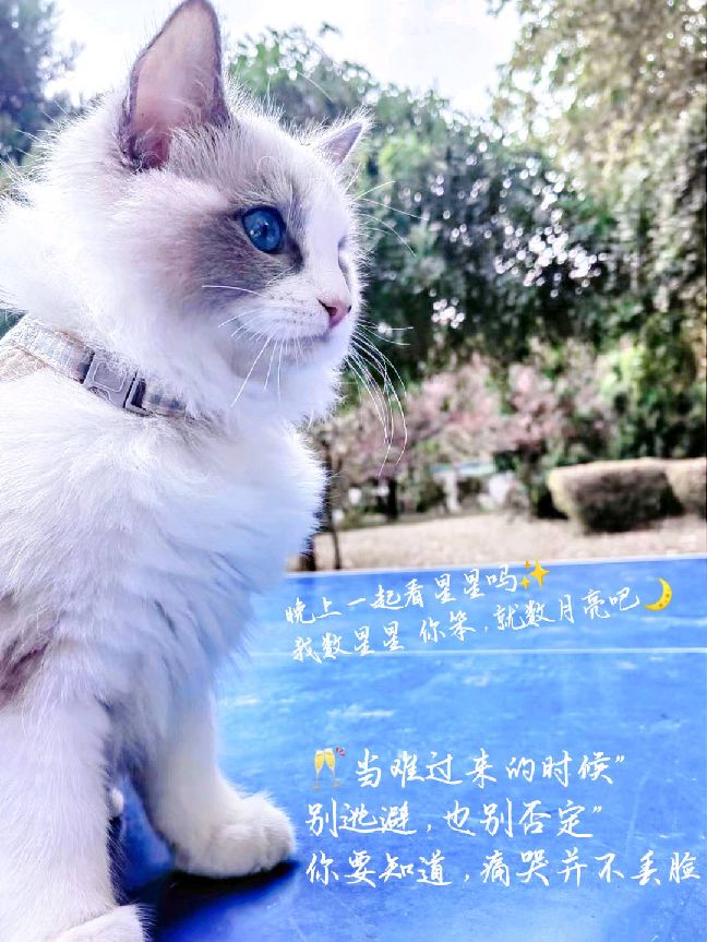 猫图片|宠物猫|猫咪|