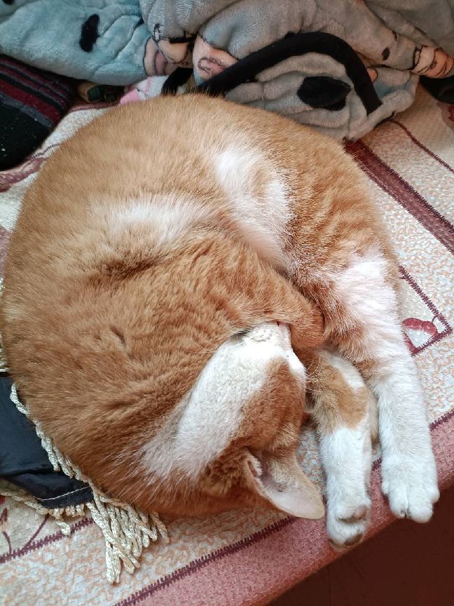 猫图片|宠物猫|猫咪|