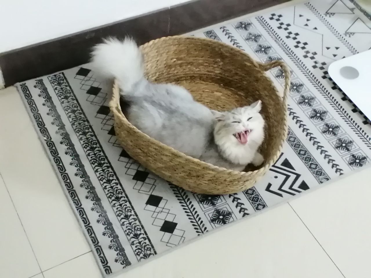 猫图片|宠物猫|猫咪|